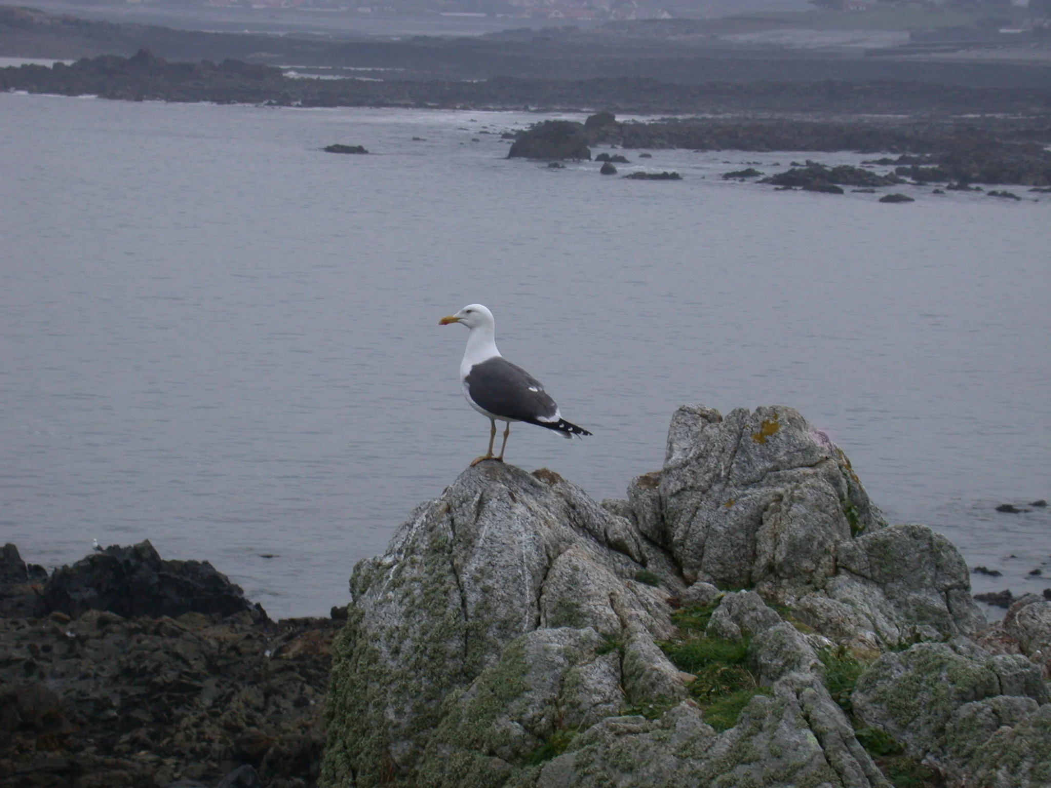 Lesser BB Gull Lihou 15Apr11.JPG