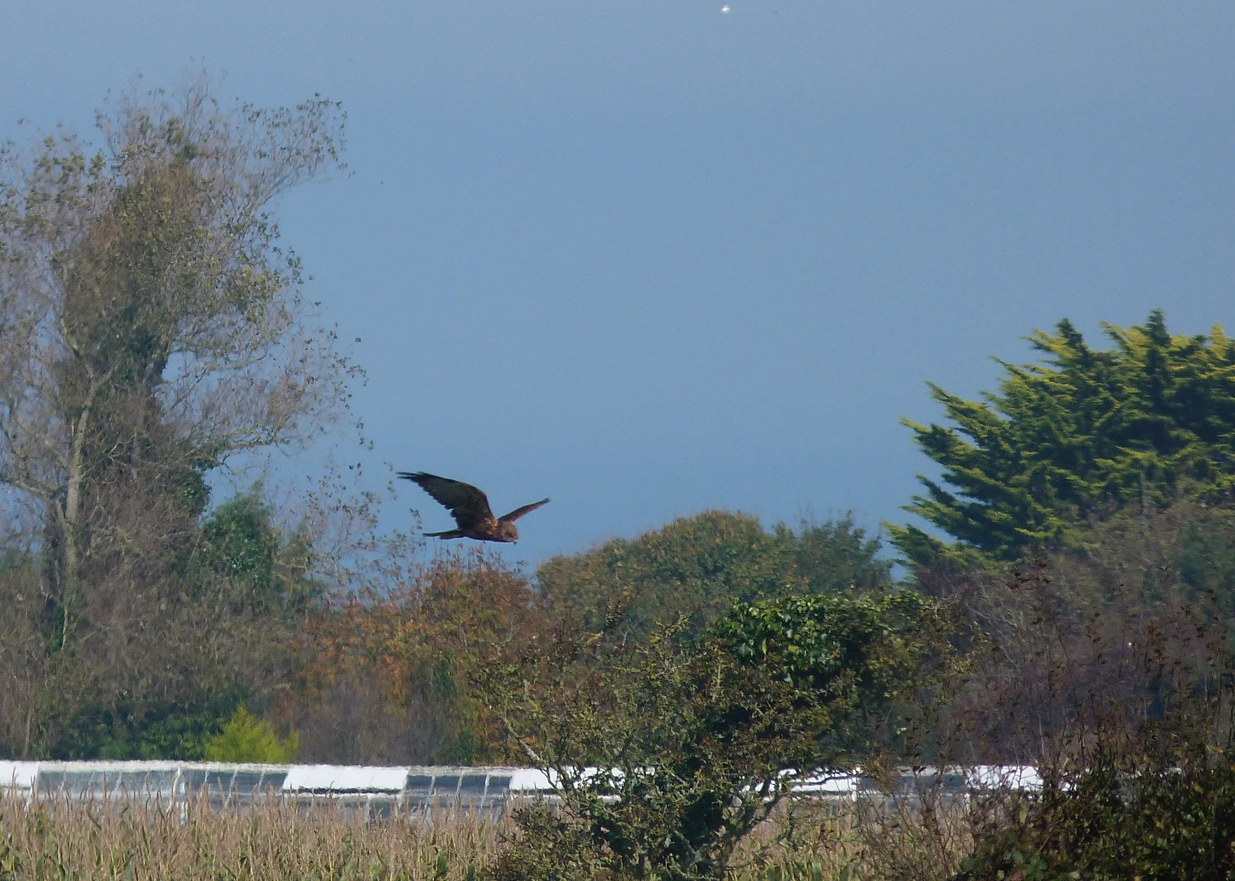 Marsh Harrier RueDesFrances 28Sep11.JPG