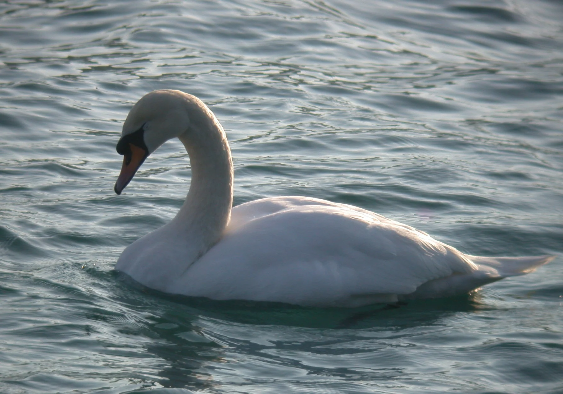 Mute Swan Havelet 7Mar11 a.JPG