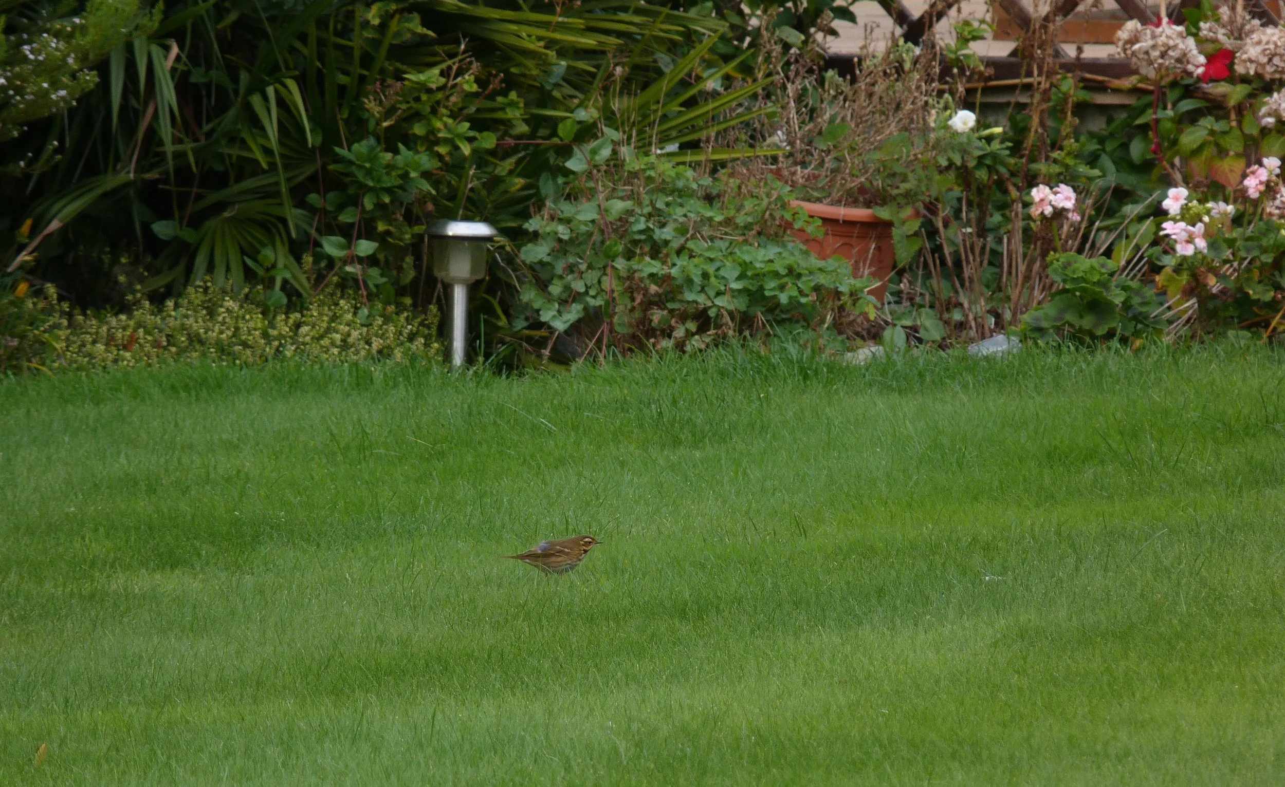 Olive-backed Pipit GrandPre 18Oct11 a.JPG