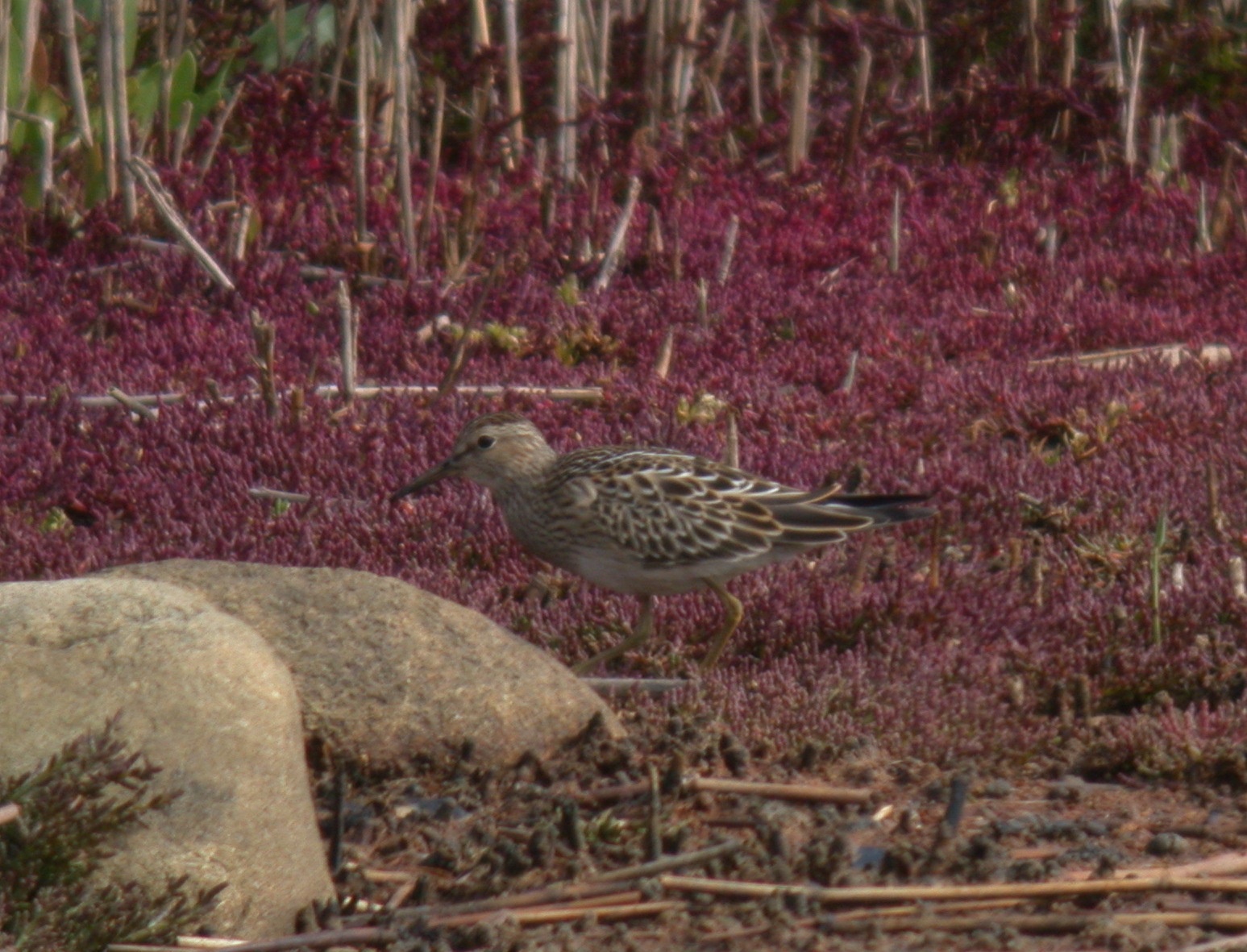 Pectoral Sandpiper CM 19Sep11 a.JPG