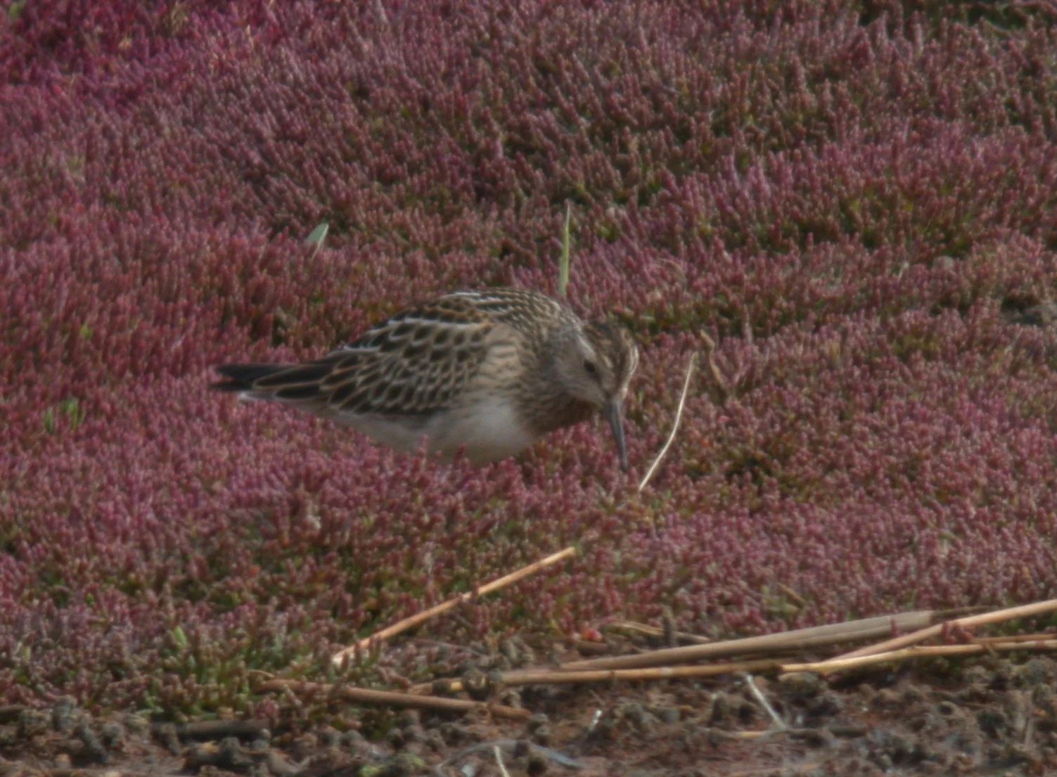 Pectoral Sandpiper CM 19Sep11 c.JPG