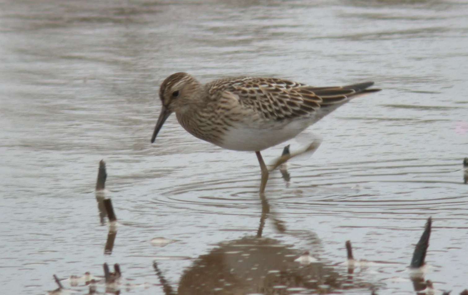 Pectoral Sandpiper CM 21Sep11 a.JPG