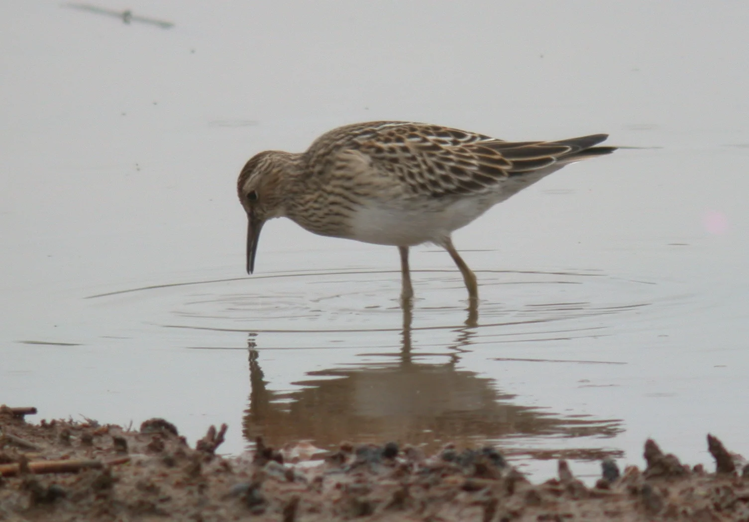 Pectoral Sandpiper CM 21Sep11 b.JPG