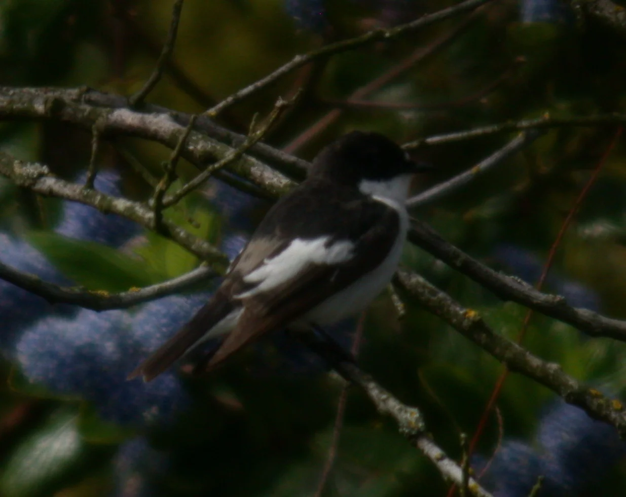 Pied Flycatcher Fort Saum 7Apr11 c.JPG