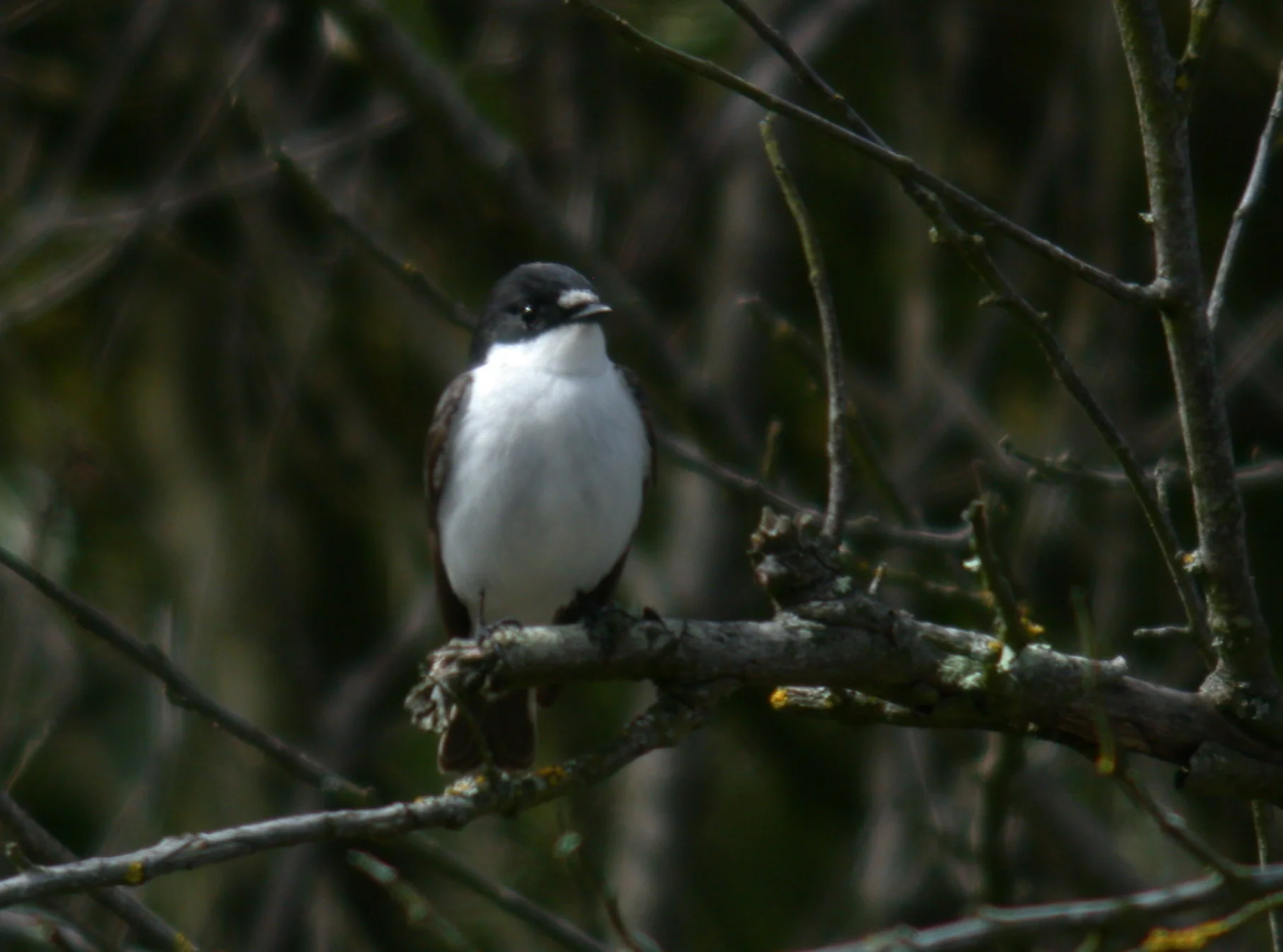 Pied Flycatcher Fort Saum 7Apr11 e.JPG