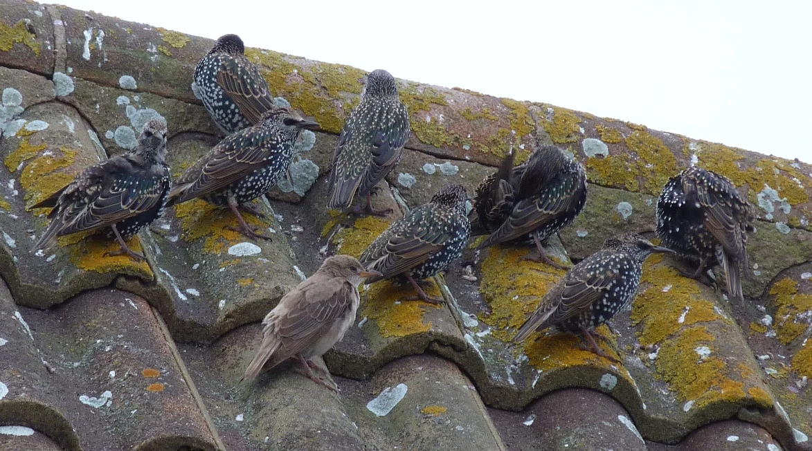 RCStarling Richmond 5Oct11 a.JPG