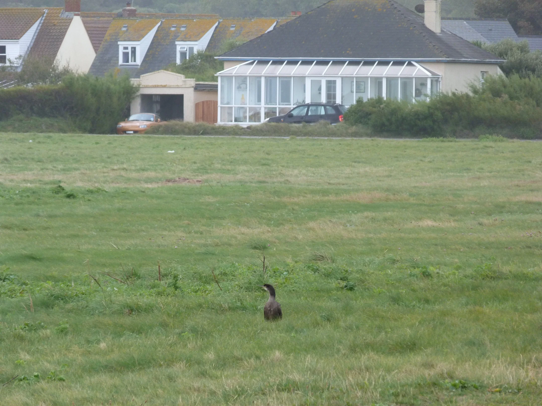 Shag FtHom 13Sep11 a.JPG