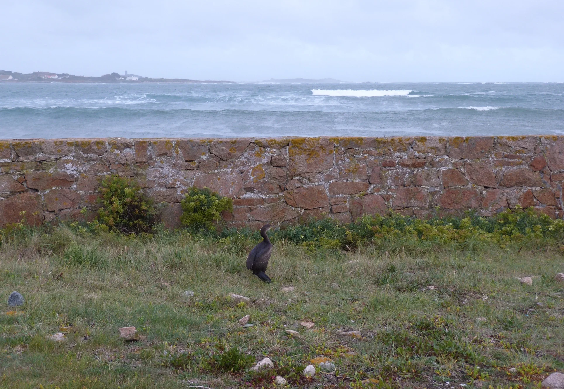 Shag FtHom 13Sep11 d.JPG