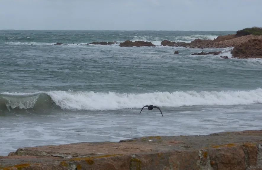 Shag FtHom 13Sep11 i.JPG