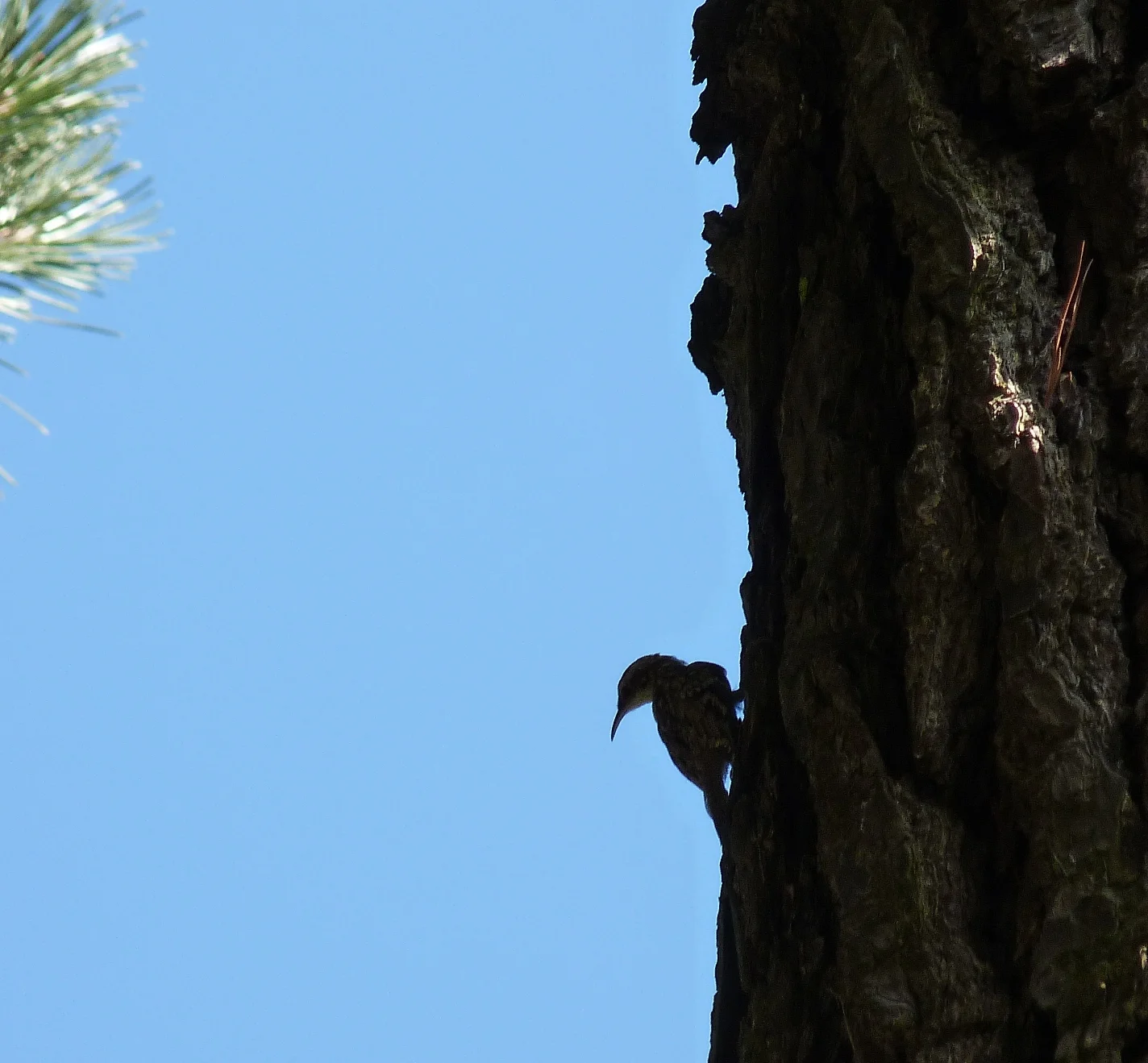 Short-toed Treecreeper SaumPk 19Jul11 a ps.JPG