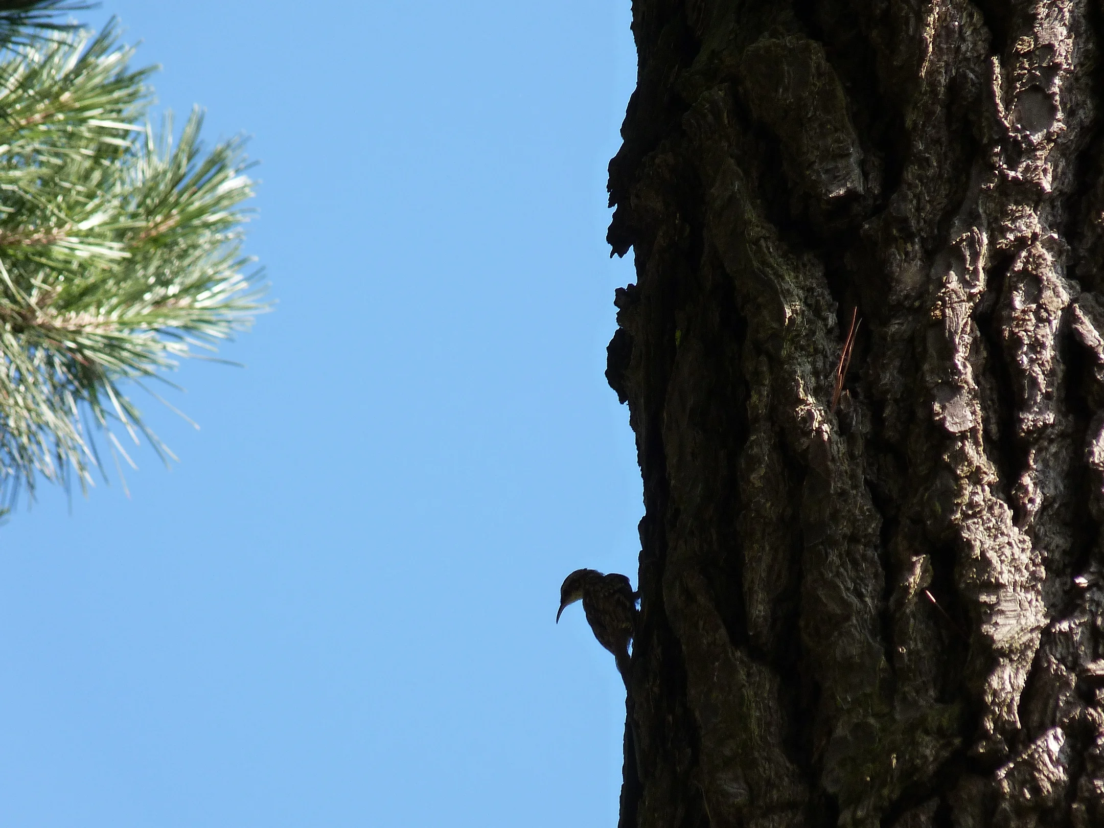Short-toed Treecreeper SaumPk 19Jul11 a.JPG