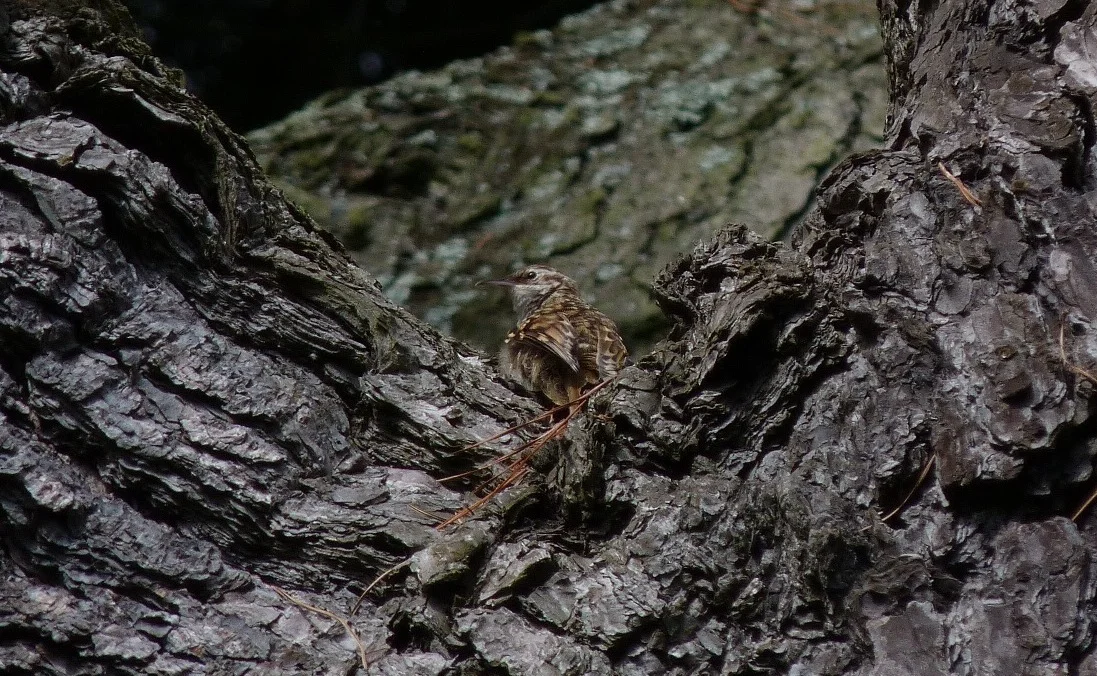 Short-toed Treecreeper SaumPk 19Jul11 c ps.JPG