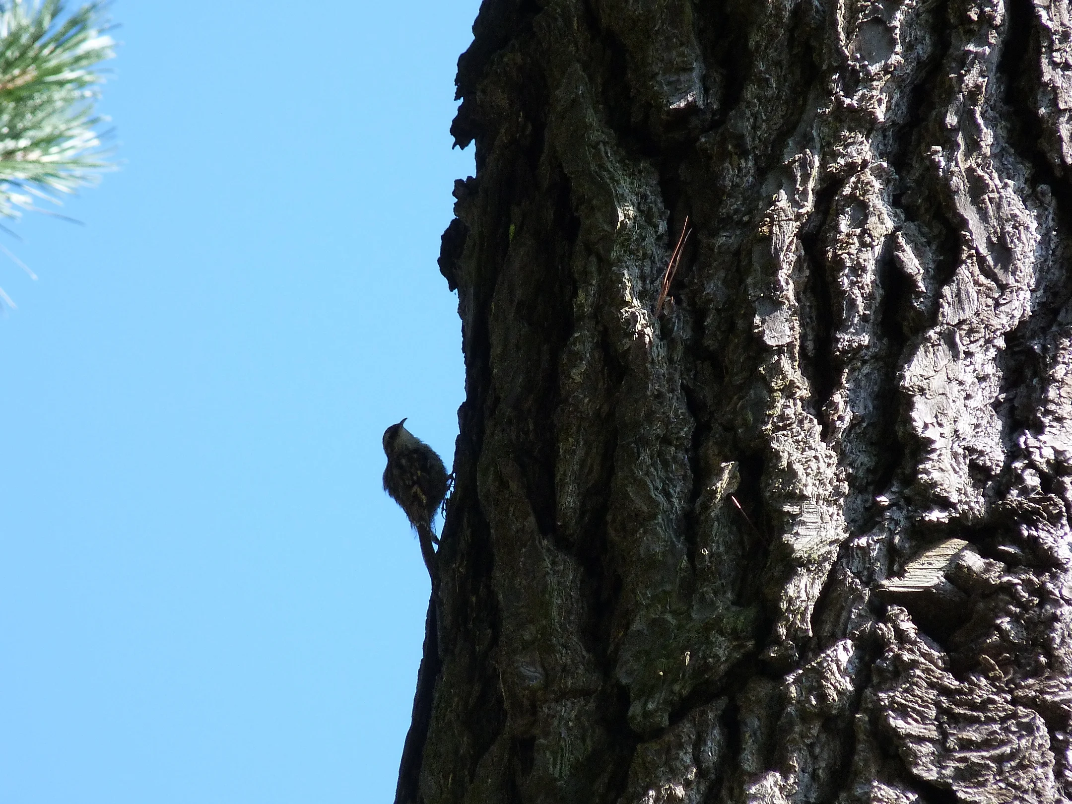 Short-toed Treecreeper SaumPk 19Jul11 b.JPG