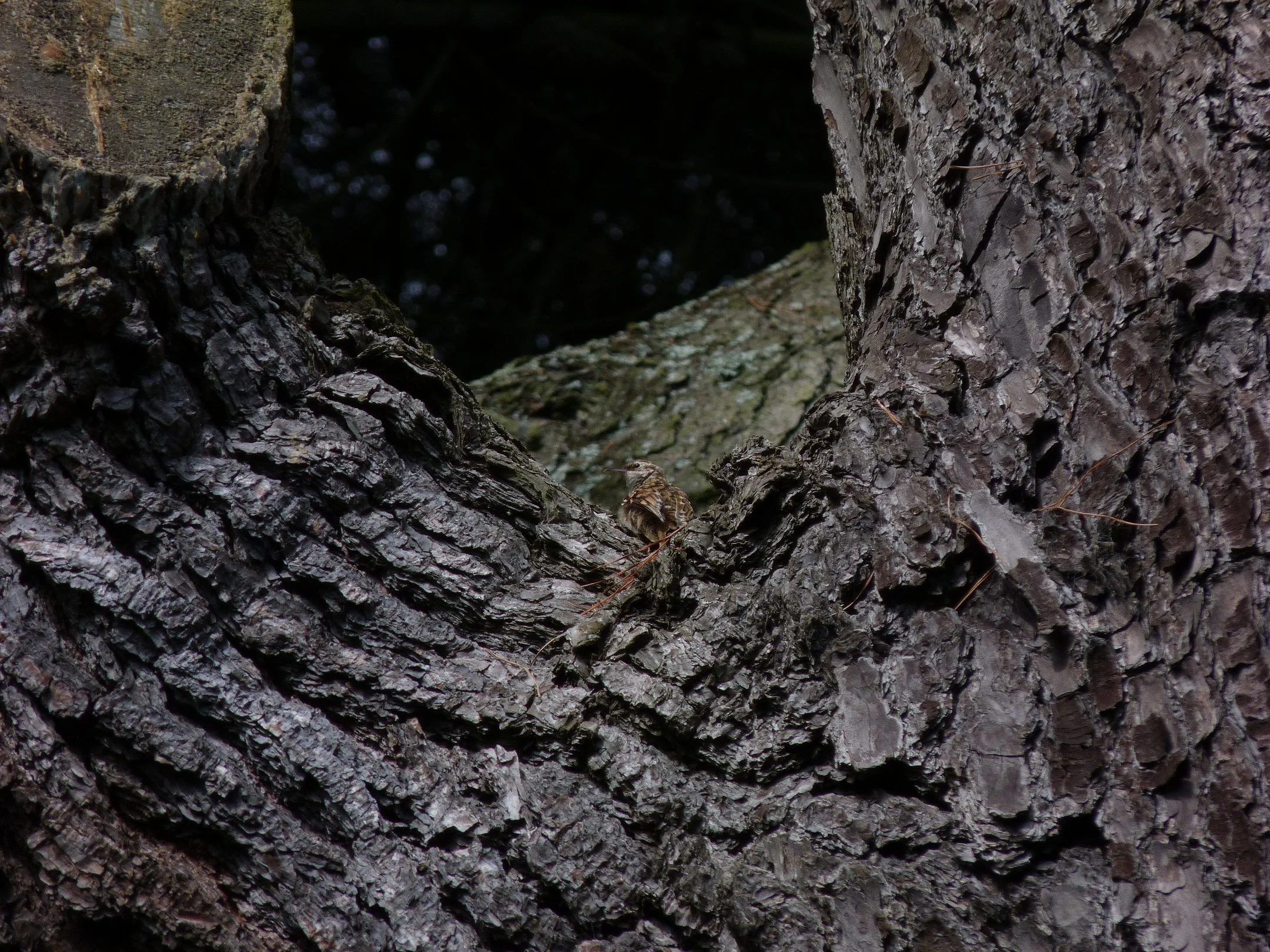 Short-toed Treecreeper SaumPk 19Jul11 c.JPG