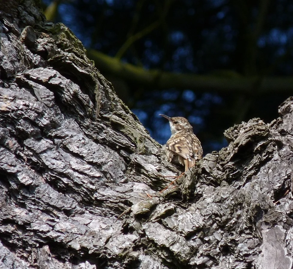 Short-toed Treecreeper SaumPk 21Jul11 ps.JPG