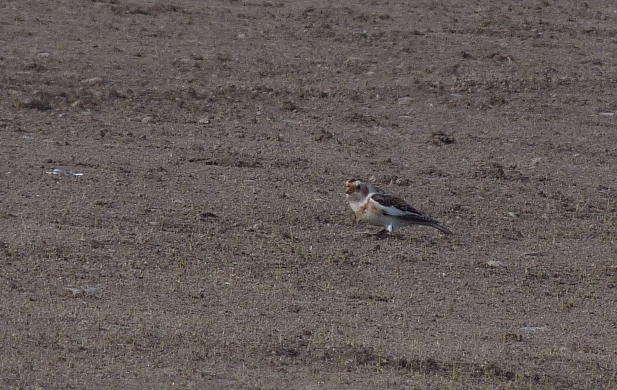 Snow Bunting LEree 3Nov11.JPG