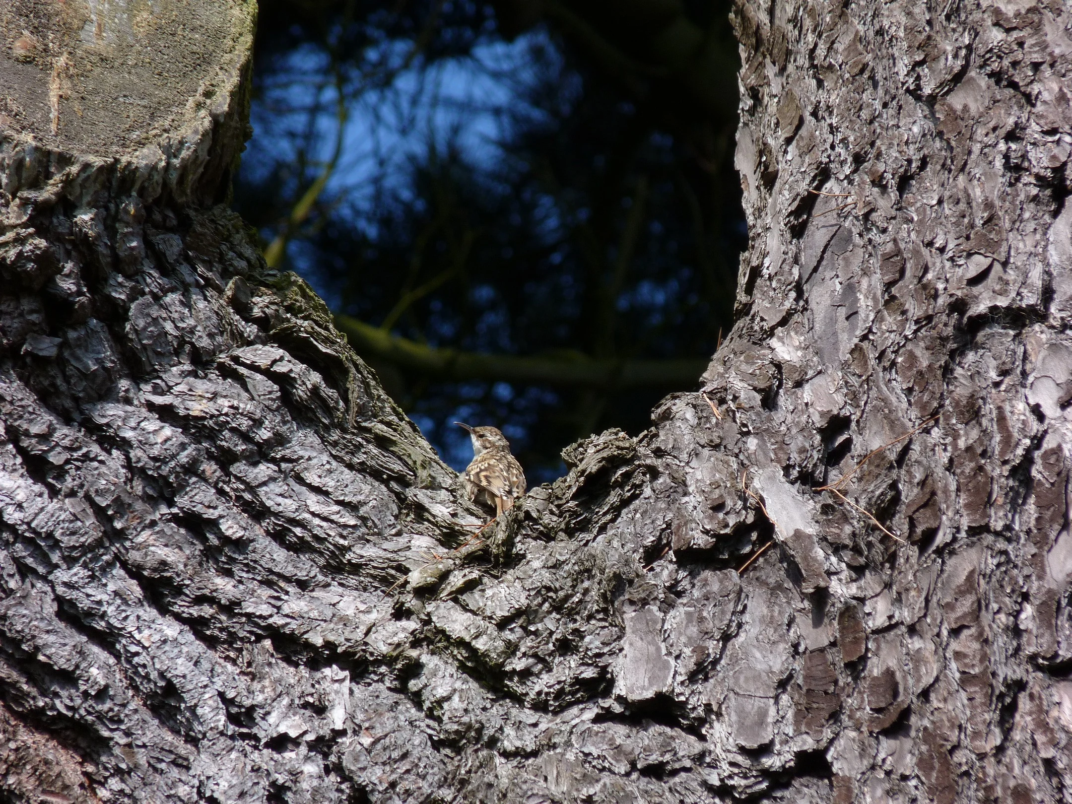 Short-toed Treecreeper SaumPk 21Jul11.JPG