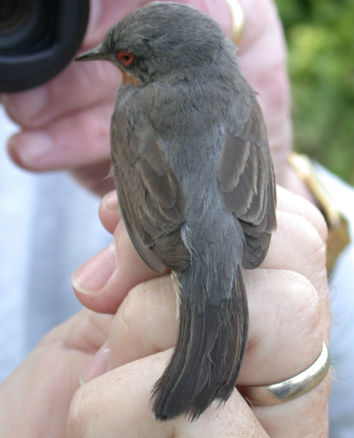 Subalpine Warbler Pleinmont 11Jun11 c.JPG