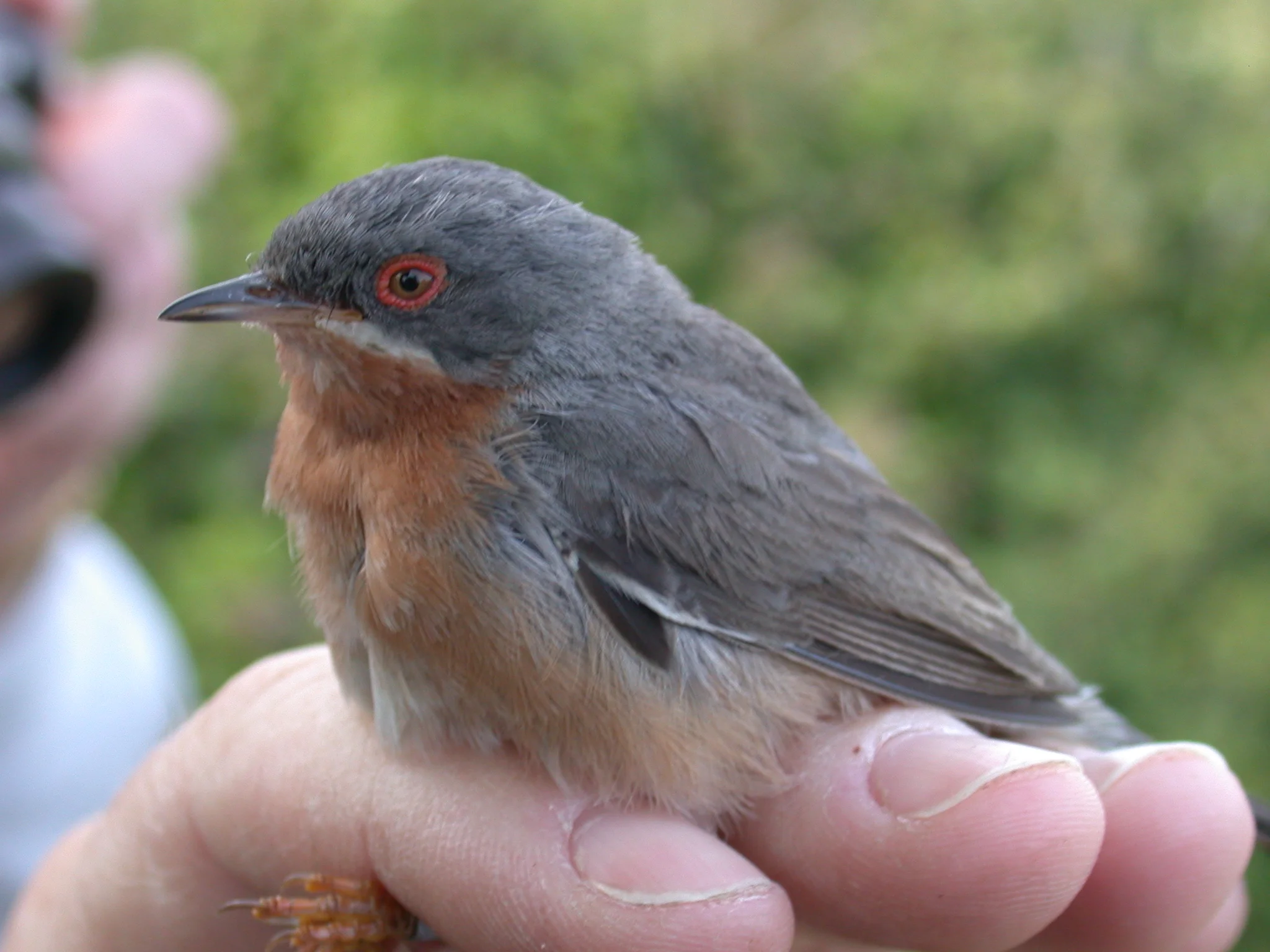 Subalpine Warbler Pleinmont 11Jun11 b.JPG