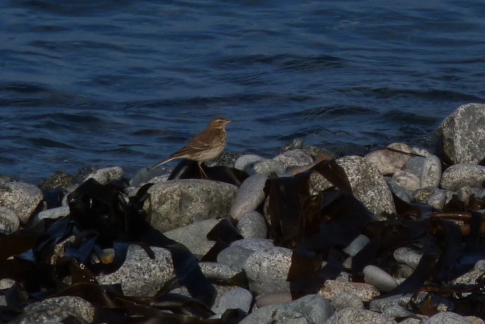 Water Pipit L'Eree 21Nov11.JPG