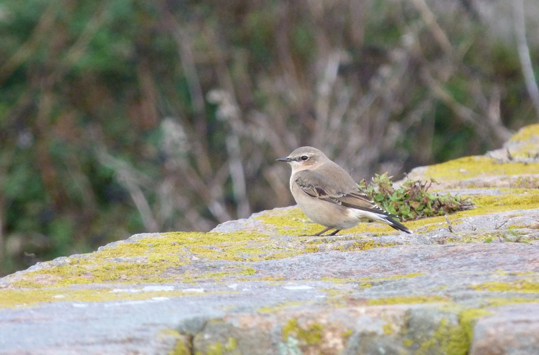 Wheatear FtHom 9Sep11.JPG