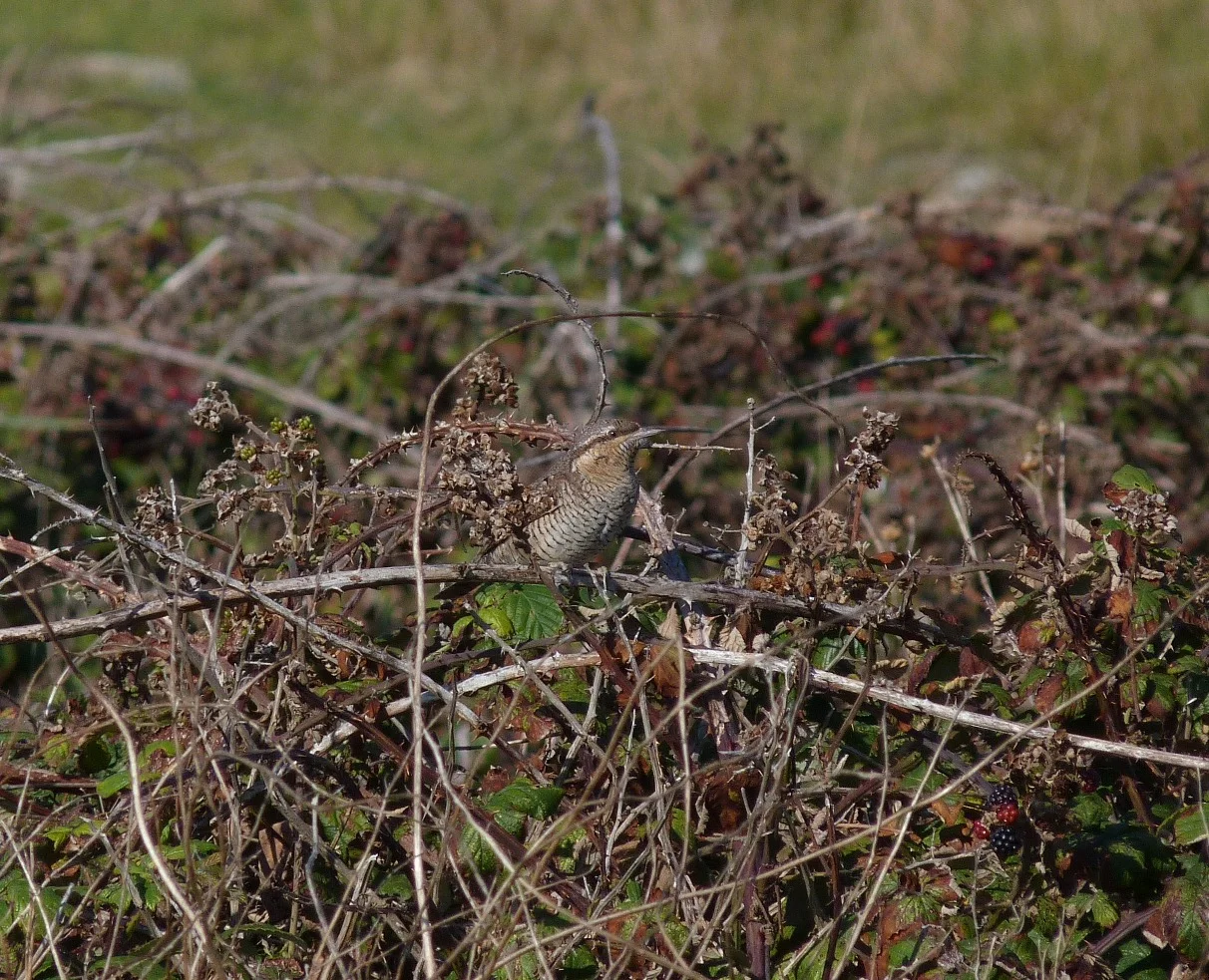 Wryneck Pulias 28Sep11 a.JPG
