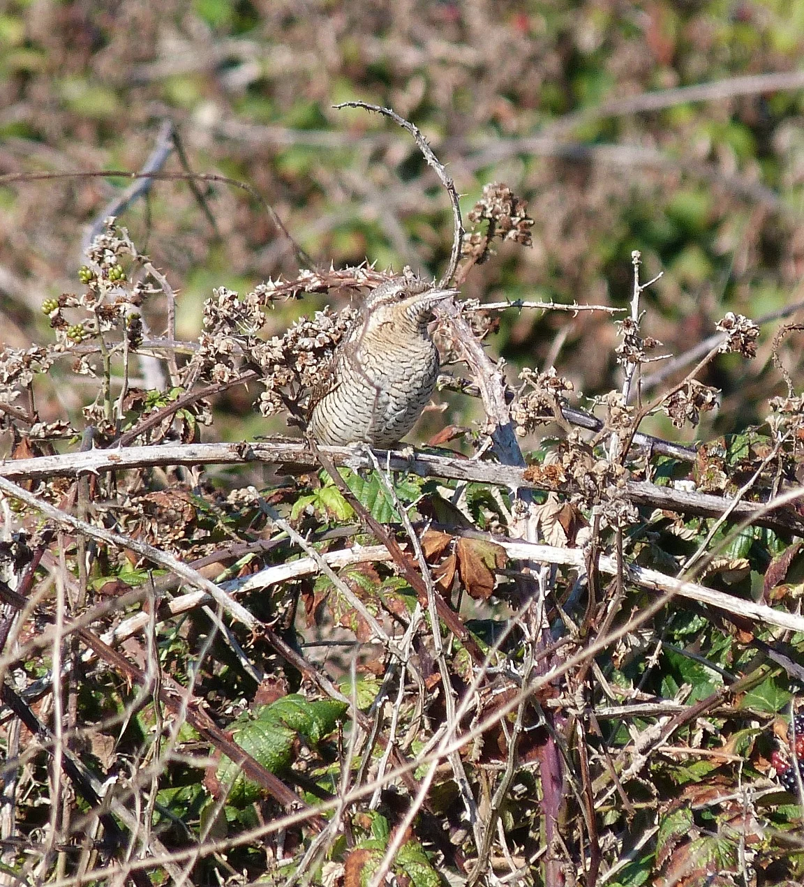 Wryneck Pulias 28Sep11 c.JPG