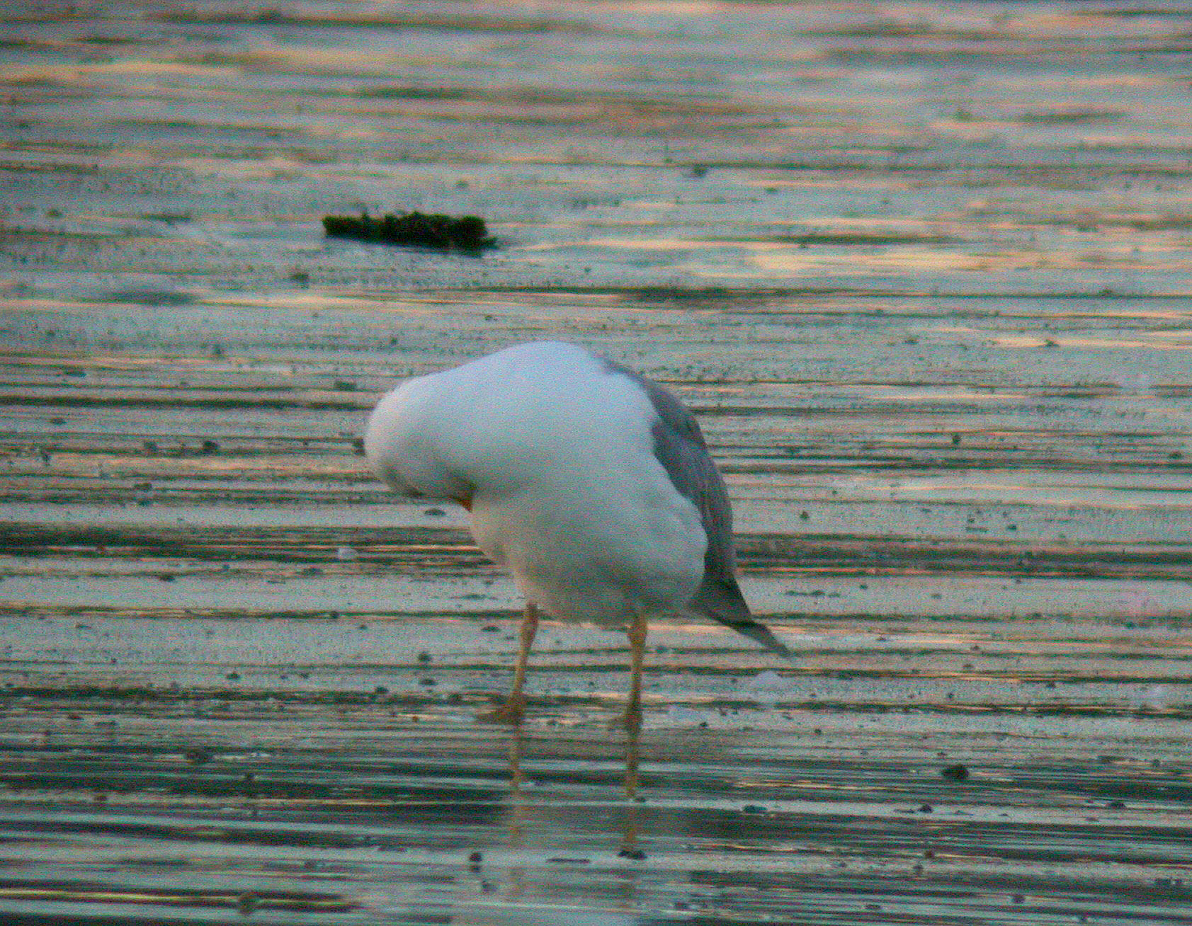Yellow-legged Gull Vazon 19Jan11 a.JPG