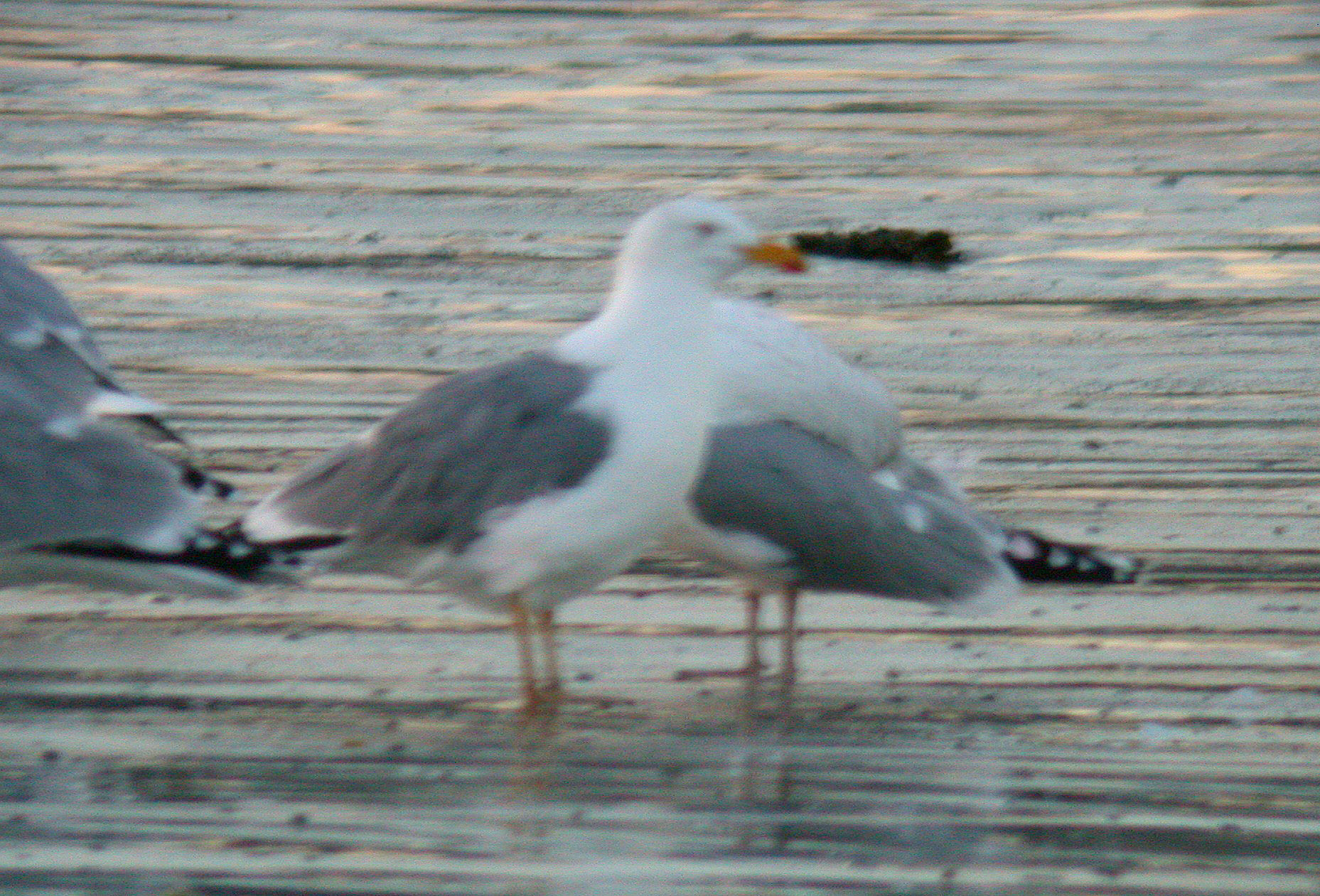 Yellow-legged Gull Vazon 19Jan11 c.JPG