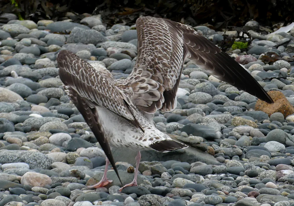 Caspian Gull - Perelle, 18 Sep 18
