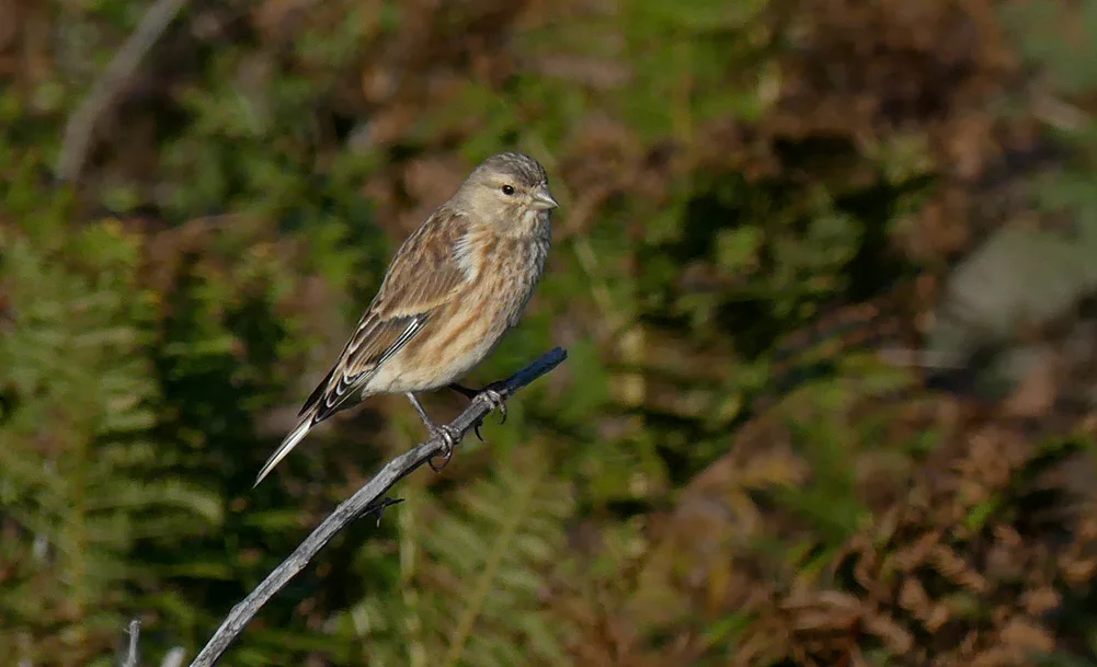Linnet - Rousse, 4 Oct 18
