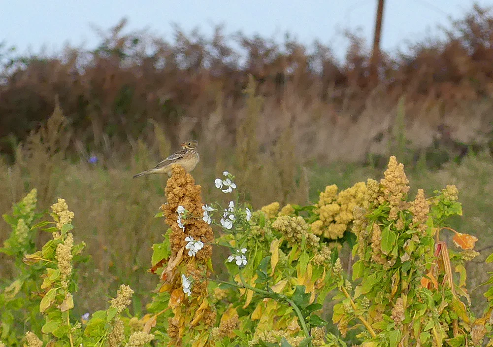 Ortolan - Pleinmont, 30 Sep 18