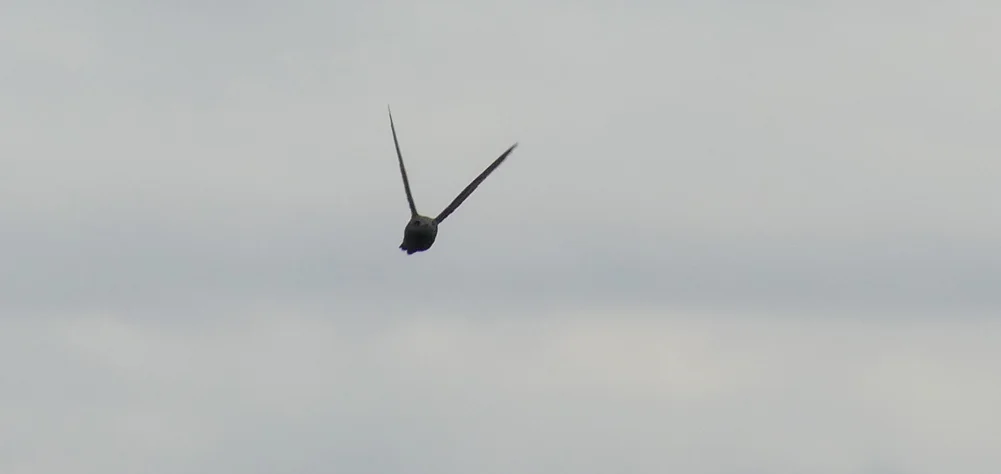 Pallid Swift - Pleinmont, 15 Oct 18