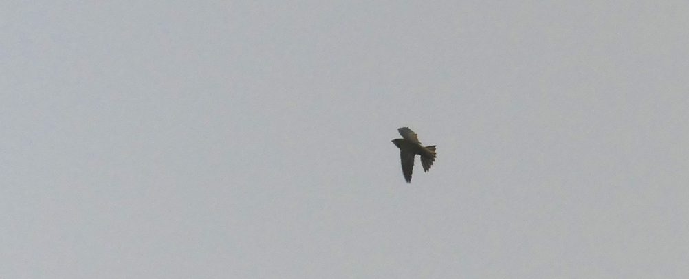 Pallid Swift - Pleinmont, 15 Oct 18