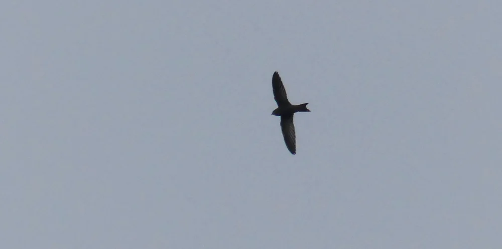 Pallid Swift - Pleinmont, 15 Oct 18