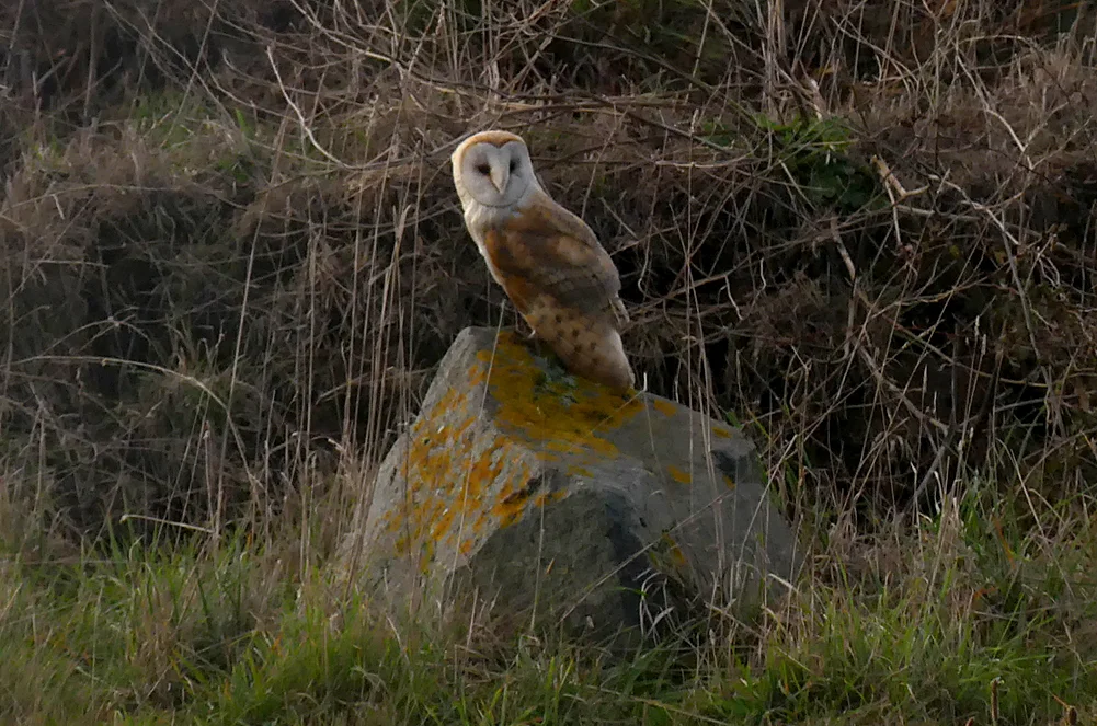 Barn Owl - Pleinmont, 15 Oct 18