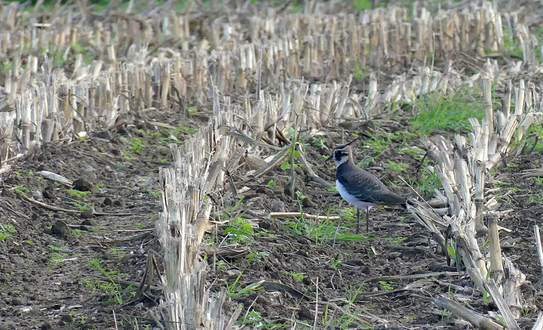 Lapwing - Rue des Hougues, Castel, 19 Oct 18