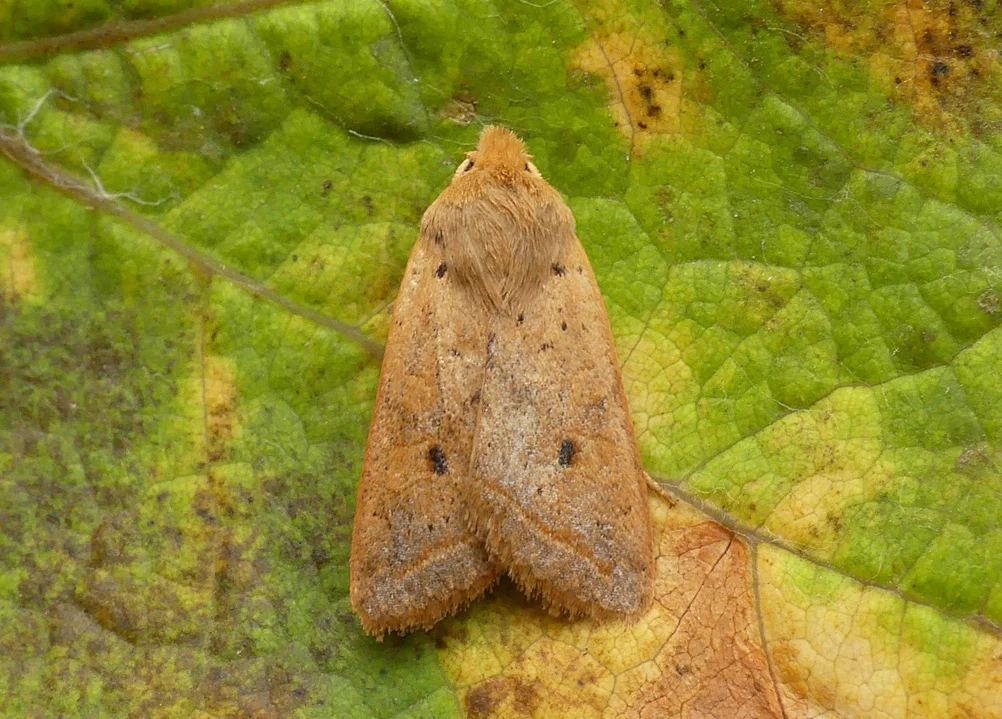 Yellow-line Quaker - garden, 19 Oct 18