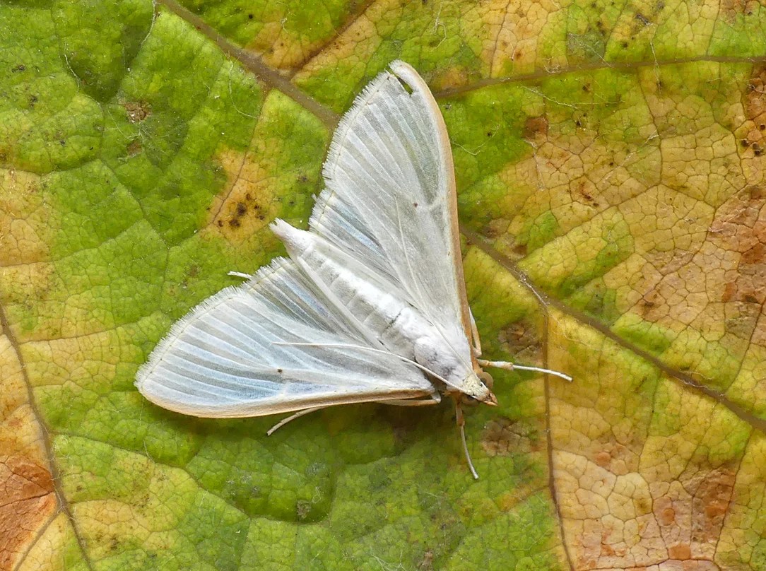 Palpita vitrealis - garden, 19 Oct 18