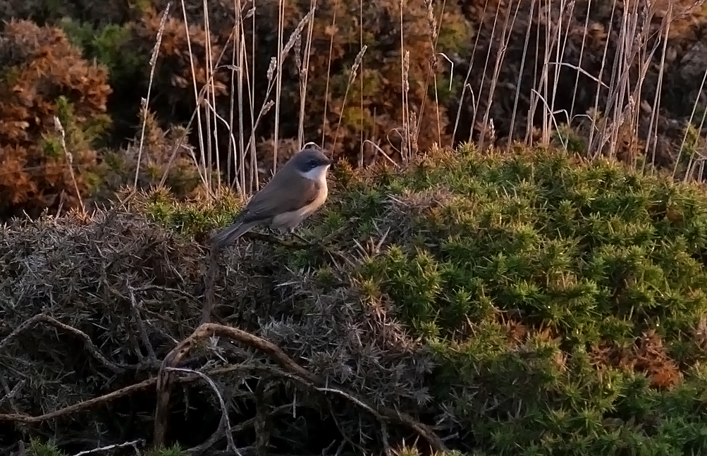 Lesser Whitethroat - Fort Hommet, 16 Oct 18