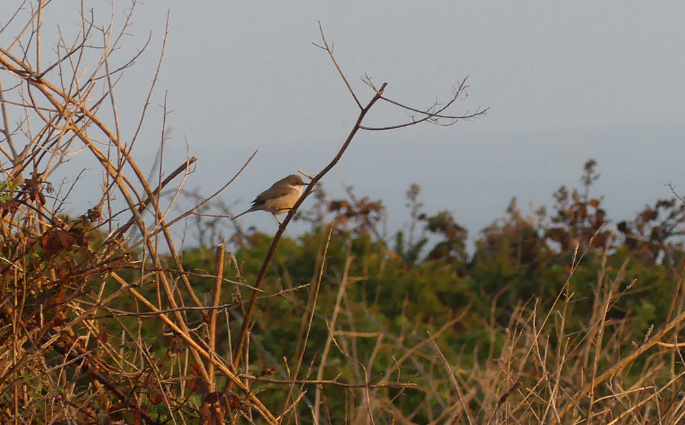 Lesser Whitethroat - Fort Hommet, 16 Oct 18