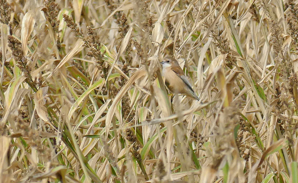 Penduline Tit - Pleinmont, 25 Oct 18