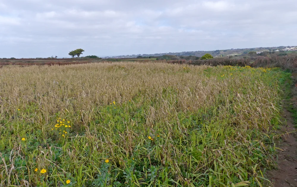 La Societe seeds fields at Pleinmont