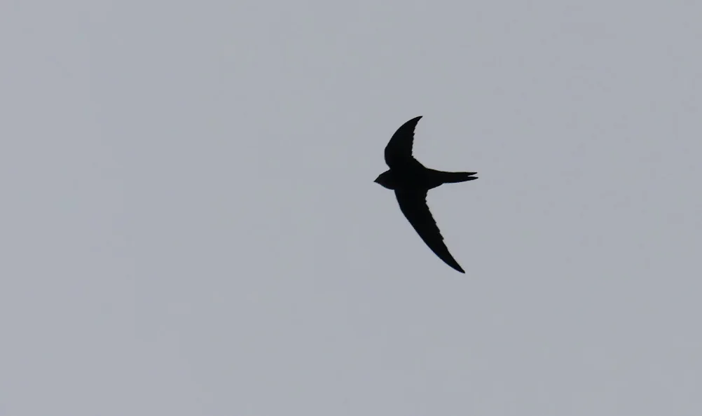 Pallid Swift - Pleinmont, 17 Nov 18
