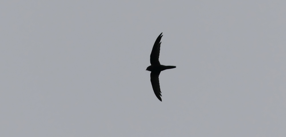 Pallid Swift - Pleinmont, 17 Nov 18