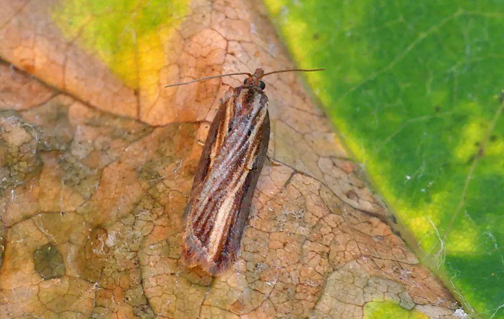 Acleris hastiana - garden, 19 Nov 18
