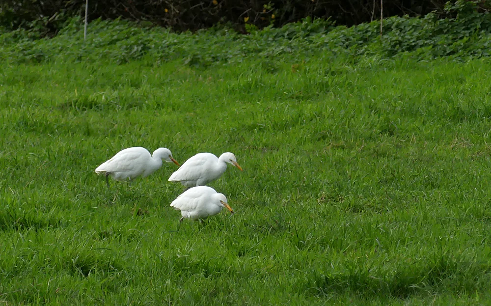 Cattle Egrets - Rue des Bergers, 4 Dec 18