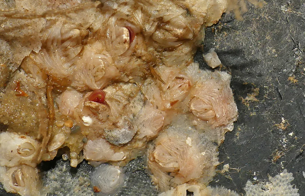 Warty Barnacles - Lihou Headland, 28 Dec 18