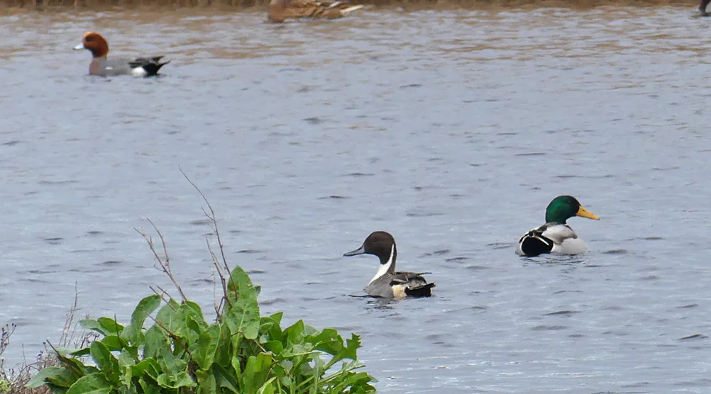 Pintail - Claire Mare, 30 Dec 18